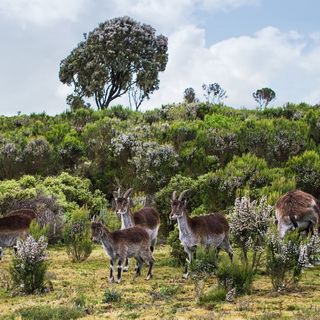 Simien Mountains - Ghenek - Walia ibexes